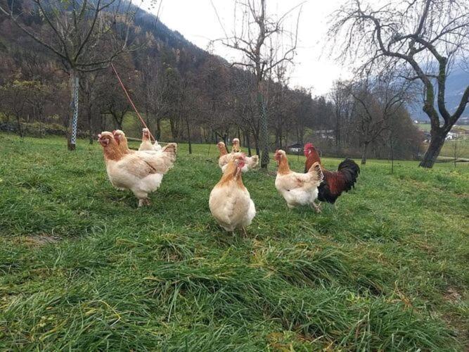 Holiday On An Organic Farm In ฮาร์ทอิมซิลลาทาล ภายนอก รูปภาพ